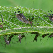 Macrophotography by Randy Stapleton