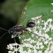 Macrophotography by Randy Stapleton