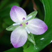 Trillium?, Macrophotography by Randy Stapleton