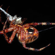 orb weaver, Macrophotography by Randy Stapleton