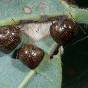 Macrophotography by Randy Stapleton