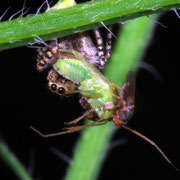 Jumping spider with prey, Macrophotography by Randy Stapleton