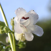  Beardtongue-  Penstemon multiflorus, photo by Art Smith