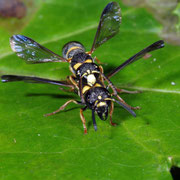 Macrophotography by Randy Stapleton