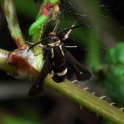 Macrophotography by Randy Stapleton