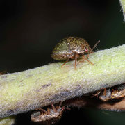 Macrophotography by Randy Stapleton