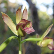 Wild Coco, Eulophia alta, Photo by Art Smith