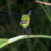 Macrophotography by Randy Stapleton