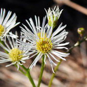 Whitetop fleabane---Erigeron vernus