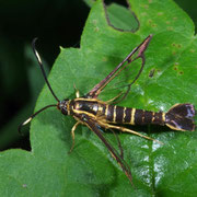 Clearwing Moth - Synanthedon arkansasensis, photo by Randy Stapleton