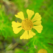 sneezeweed-  helenium vernale, Photo by Art Smith