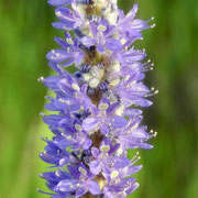 Pickerelweed--Pontederia cordata, photo by Art Smith