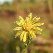 Narrowleaf Silkgrass-Pityopsis graminifolia, Photo by Art Smith