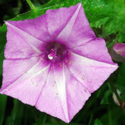 Morning Glory, Macrophotography by Randy Stapleton