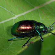 Macrophotography by Randy Stapleton