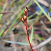 Pink Sundew, Drosera  capillaris, photo by Art Smith