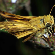 Macrophotography by Randy Stapleton