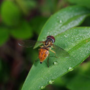 Macrophotography by Randy Stapleton