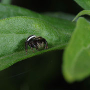 Macrophotography by Randy Stapleton