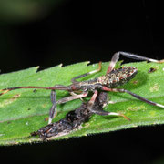 Macrophotography by Randy Stapleton