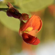 Bag Pod or Bladderpod---Sesbania vesicaria, Photo by Art Smith