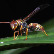 Macrophotography by Randy Stapleton