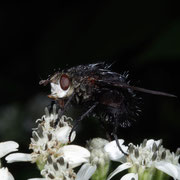 Macrophotography by Randy Stapleton