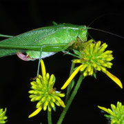 meadow katydid on milkwort, Macrophotography by Randy Stapleton