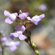 Blue Toadflax-   Linaria canadensis, photo by Art Smith