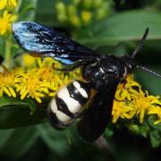 Macrophotography by Randy Stapleton