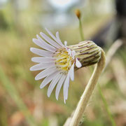 Pineland Daisy--Chaptalia tomentosa, Photo by Art Smith