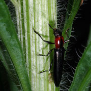 Macrophotography by Randy Stapleton