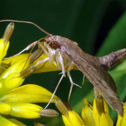 woods moth, Macrophotography by Randy Stapleton