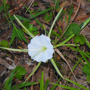 Alligatorlily-  Hymenocallis palmeri, Photo by Art Smith