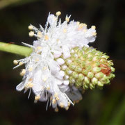 Pink Prairieclover or Whitetassels---Dalea carnea, photo by Art Smith