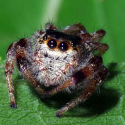 Jumping spider, Macrophotography by Randy Stapleton