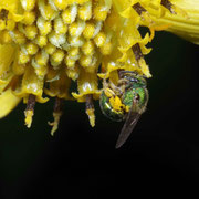 Macrophotography by Randy Stapleton