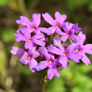 TAMPA MOCK VERVAIN --Glandularia tampensis, Photo by Art Smith