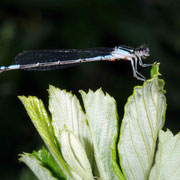 Macrophotography by Randy Stapleton