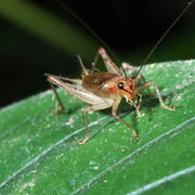 Macrophotography by Randy Stapleton