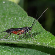 Macrophotography by Randy Stapleton