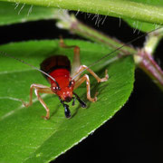 Macrophotography by Randy Stapleton