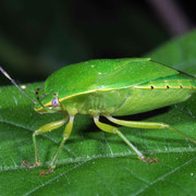 Macrophotography by Randy Stapleton