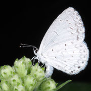 Macrophotography by Randy Stapleton