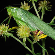 meadow katydid on milkwort, Macrophotography by Randy Stapleton