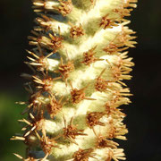 Blackroot,Rabbit Tobacco,Pterocaulon pycnostachyum, photo by Art Smith