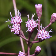 Florida Paintbrush, Pineland Chaffhead, Trilisa odoratissimus var. subtropicanus, photo by Art Smith