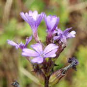 American Blueheart--Buchnera americana, Photo by Art Smith