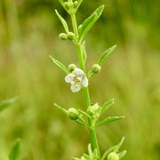 Goat weed or licoriceweed--Scoparia dulcis, photo by Art Smith