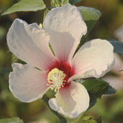 Swamp Rosemallow, Hibiscus grandiflorusphoto by Art Smith